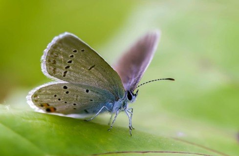 Cupid argiades, short-tailed blue, butterfly, insects, butterflies, short-tailed blue, butterflies,