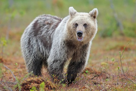 Brown Bear on a Bog North East Finland. Brown bear on a high moor. Northeast Finland