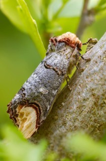 Buff tip, moonspot, moonbird, phalera bucephala, high size, portrait format, insects, moths, moths,