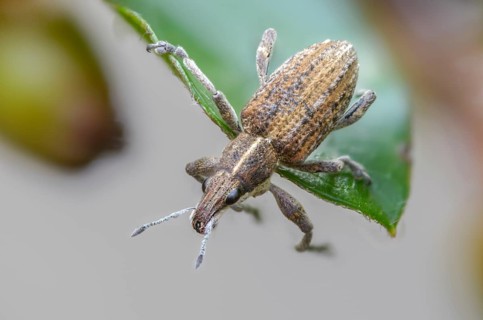 Charagmus gressorius, large lupin leaf weevil, lupine leaf weevil, sitona gressorius, beetle,