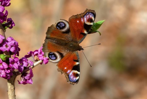 Aglais io, Daphne Mezereum, real Daphne, February Daphne, common Daphne, Common Daphne, Inachis io,