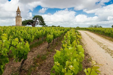 Viticulture on a historic winery in the north of the Mèdoc region, France