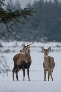 Red deer (Cervus elaphus) and red deer in a meadow in a snow-covered winter landscape, winter,