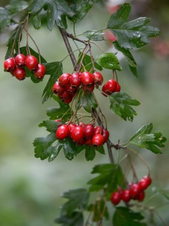 Crataegus monogyna, hawthorn, hawthorn, rosaceae, rose family, hawthorn, common hawthorn, flora,