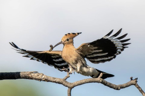 Hoopoe (Upupa epops), perched on a branch with food in its beak, Lower Austria, Austria