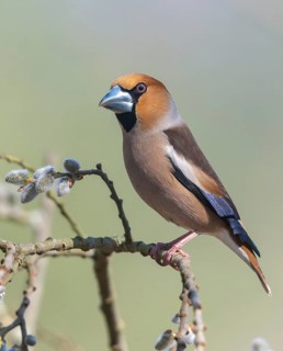 Coccothraustes Coccothraustes, Hawfinch, Heartbiter, Birds, Spring, High Size, Portrait, Passeri,