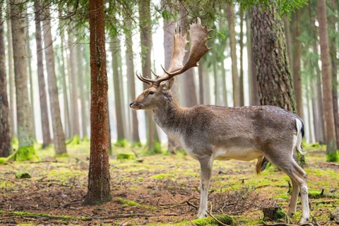 European fallow deer (Dama dama) buck in a forest in autumn, Bavaria, Germany