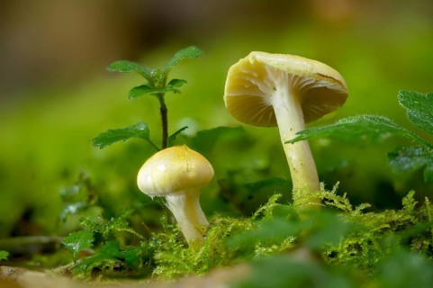 Yellow larch snail, hygrophorus lucorum, larch woodwax, limacium lucorum, larch snail, tricholoma