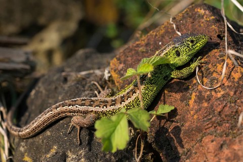 Lacerta agilis, sand lizard, sand lizard, critters, lizards, reptiles, lizards, males, reptilia,