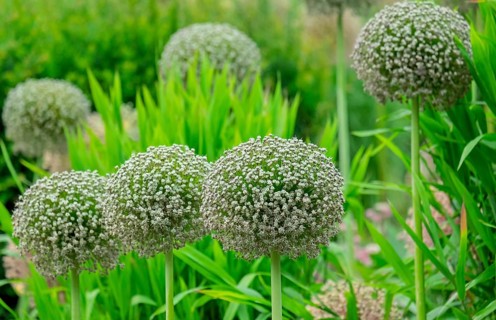 Ornamental onion (Allium sp.), inflorescence, North Rhine-Westphalia, Germany