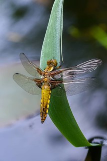 Broad-bodied chaser, libellula depressa, flatbelly, anisoptera, dragonflies, freshly hatched, high