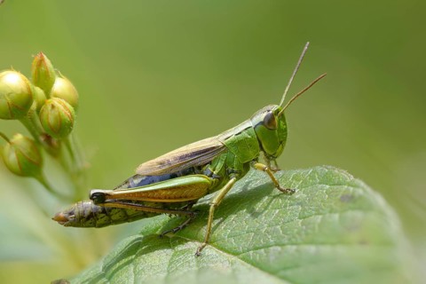 Acrididae, Caelifera, Chorthippus montanus, field locusts, gomphocerinae, grasshoppers,