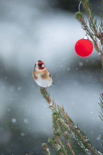 European goldfinch (Carduelis carduelis) adult garden bird on a Christmas tree in a snow storm in