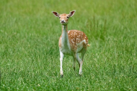 A female fallow deer stands attentively in a green meadow, surrounded by peaceful countryside,
