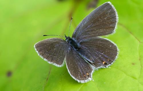 Cupid argiades, short-tailed blue, butterfly, insects, butterflies, short-tailed blue, butterflies,