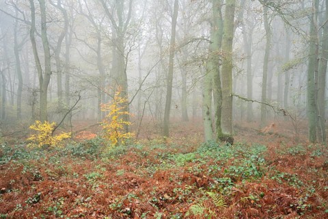 Deciduous forest with European beech (Fagus sylvatica) and English oak (Quercus robur) in autumn,