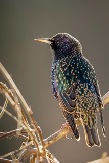 Star, Starling, Sturnus Vulgaris, Birds, High Size, Portrait, Passeri, Songbirds, Birds