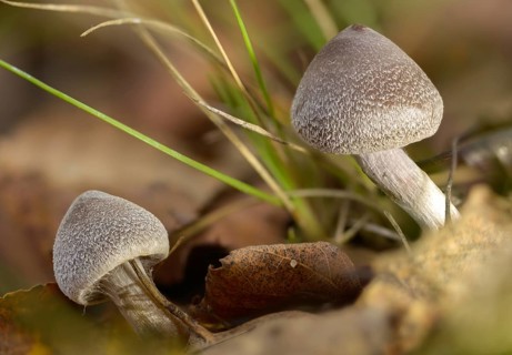 Cortinarius flexipes, scented girdle foot, geranium girdle foot, pelargonium webcap, pelargonium