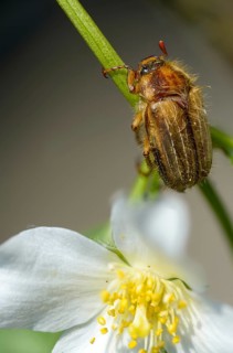 Amphimallon solstitiale, leaf horn beetle, curlew beetle, European June beetle, ribbed curlew, June