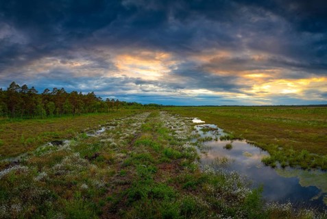 Bissendorfer Moor, Bissendorf, Wedemark, Hanover, Lower Saxony, Germany