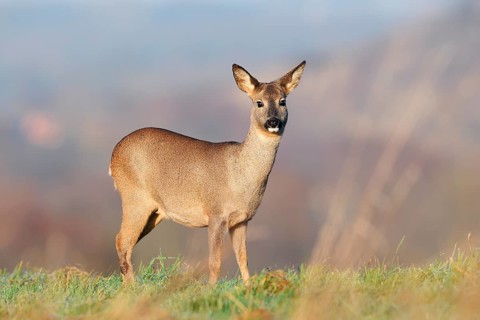 European roe deer (Capreolus capreolus), doe standing in a meadow, Lower Saxony, Germany