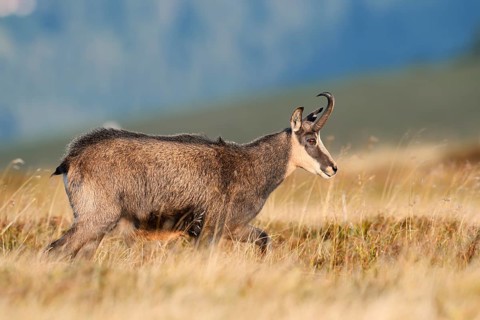 Chamois (Rupicapra rupicapra) in autumn, Vosges, France