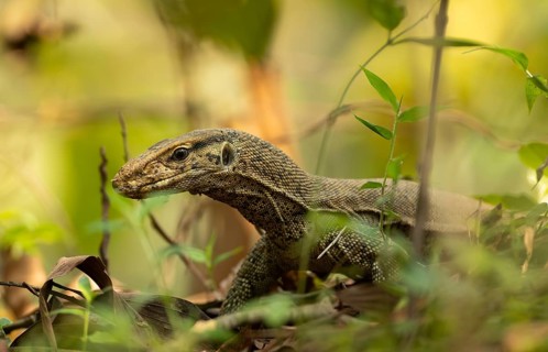 Bengal monitor lizard (Varanus bengalensis) navigating forest undergrowth, Sreepur, Gazipur,