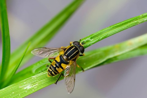 Common tiger hoverfly, common swamp hoverfly, helophilus pendulus, sunfly, swamp hoverfly, insects,