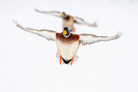 Flying mallard (anas platyrhynchos) in the snow, Vechta, Lower Saxony, Germany