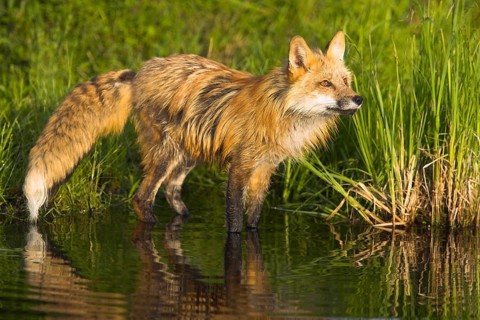 Red fox (Vulpes vulpes), Minnesota, USA, the fox is watching its surroundings intently at the edge