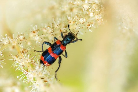 Bee beetle, bee wolf, common bee beetle, immense beetle, immense wolf, trichodes apiarius, beetle,