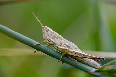 Acrididae, Caelifera, Chrysochraon dispar, field locusts, gomphocerinae, large gold scare, large