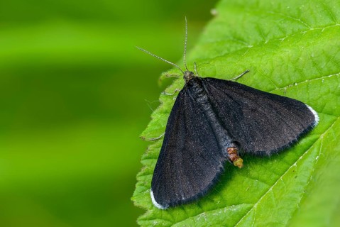 Geometridae, chimney sweeper, odezia atrata, soot, black tensioner, butterfly, chimney sweeper,