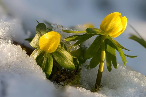 Eranthis hyemalis, buttercup family, ranunculaceae, winterling, flora, plants, plants, winter
