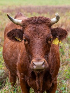 Artiodactyla, Bavaria, Bos Taurus sspec.5, cattle, even-toed ungulate, high-altitude cattle, Upper
