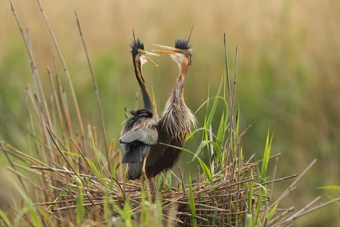 Two herons standing on their nest in the reeds, a bustling setting, purple heron (Ardea purpurea),