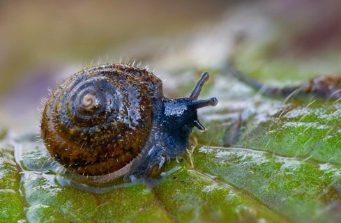 Silky hair snail, trochulus sericeus, gastropoda, mollusca, snails, snails, molluscs