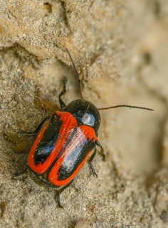 Cryptocephalus bipunctatus, drop beetle, two-spotted pot beetle, two-spotted drop beetle, beetle,