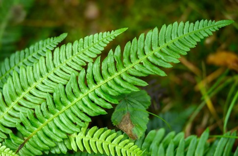 Blechnum spicant, European rib fern, common rib fern, struthiopteris spicant, deer fern, flora,
