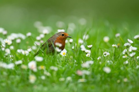 European robin (Erithacus rubecula) adult garden bird on a grass lawn with daisy flowers in summer,