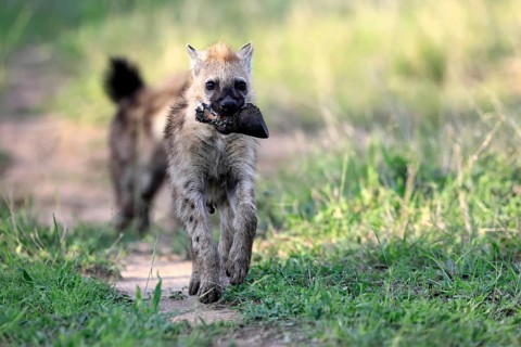 Spotted hyena (Crocuta crocuta), subadult, two, prey, bones, running, Kruger National Park, South