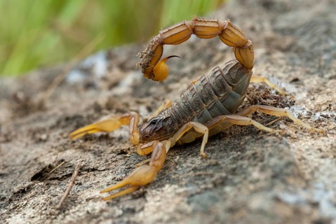 Arachnida, Buthus occitanus, common xellow scorpion, field scorpion, rock scorpion, yellow