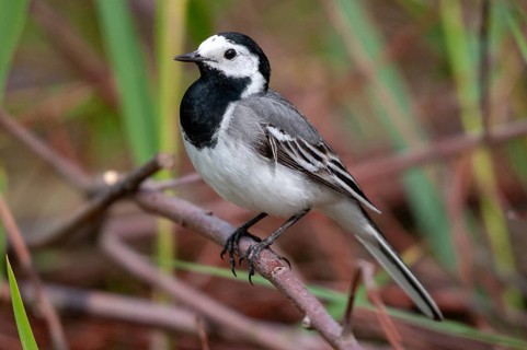 Wagtail, Motacilla Alba, White Wagtail, Birds, Passeri, Songbirds, Birds