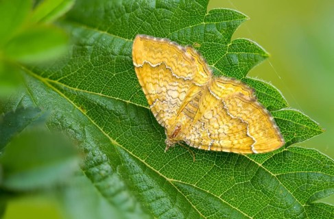 Leaf tensioner, stinging nettle tensioner, camptogramma bilineata, geometridae, dandelion moth,