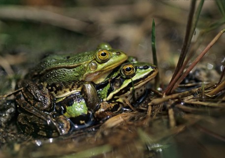 Small water frog, pelophylax lessonae, pool frog, rana lessonae, amphibians, amphibians, couple,