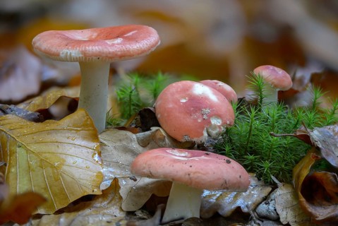 Pine bird, Russula Emetica var. Silvestris, Russula Silvestris, Spy Bird, the Sickener, Forest Spy