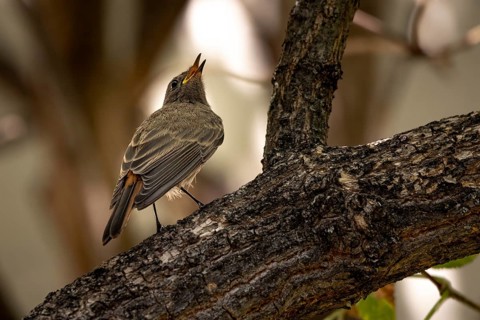 Black Redstart (Phoenicurus ochruros) on a branch, set against a natural backdrop, Neunkirchen,