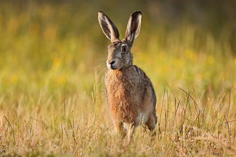 A brown hare (Lepus europaeus) stands in a meadow, North Rhine-Westphalia, Germany