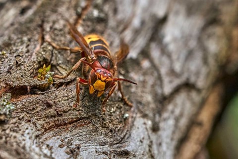 European hornet (Vespa crabro) searching for food on an old tree trunk. Detailed macro wildlife