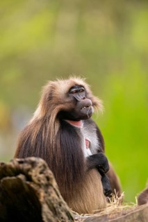 Gelada (Theropithecus gelada) male, portrait, captive, distribution africa